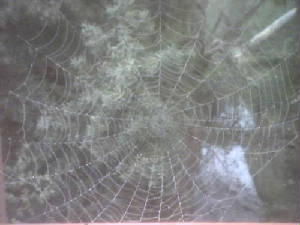 morningweb.jpg